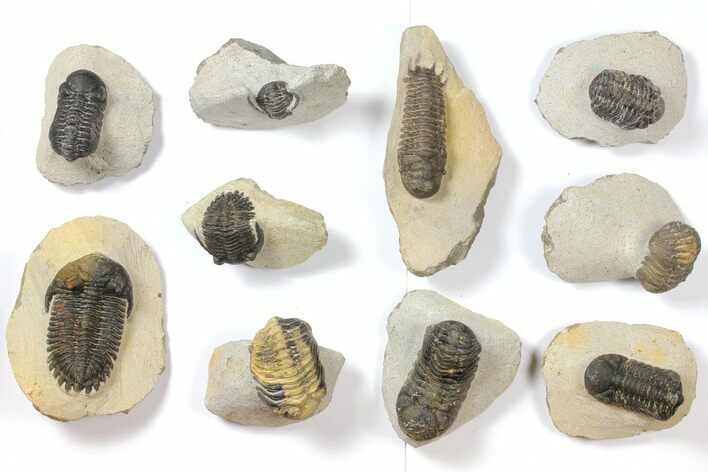 Lot: Assorted Devonian Trilobites - Pieces #119925